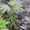 Alien Gorilla (Original Sensible Seeds) Cannabis-Samen