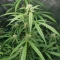 Auto Bubble Gum XXL (00 Seeds)