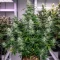 Biscotti Auto (Green House Seeds)