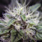 Blue Dream (BlimBurn Seeds) Cannabis-Samen