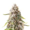 Double Grape Auto (Mephisto Genetics) Cannabis-Samen