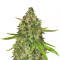 Gorilla Z (Big Head Seeds) Cannabis-Samen