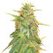 Z Gorilla (Original Sensible Seeds) Cannabis-Samen