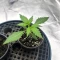 Pineapple Runtz Auto feminisierte Samen (Ethos Genetics)