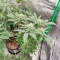 Sangria Poison Autoflower feminisierte Samen (Seedkeepers)