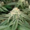 Sangria Poison Autoflower feminisierte Samen (Seedkeepers)