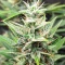 Section 781 Autoflowering (Blimburn x Herbies)