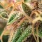 Skunk Haze (Ceres Seeds) Cannabis-Samen