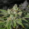 Stardawg (Blackskull Seeds) Cannabis-Samen