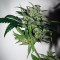 THC Bomb Auto (Bomb Seeds) Cannabis-Samen