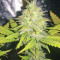 Unknown Kush Early Version (Delicious Seeds) Cannabis-Samen