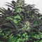 Bubba Island Kush (Dutch Passion) Cannabis-Samen