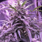 60 Day Lemon Autoflower (DNA Genetics) Cannabis-Samen