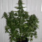 BCN Critical XXL Autoflower (Seedstockers) Cannabis-Samen