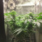 Black Jack (Sweet Seeds) Cannabis-Samen