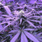 Chem Berry D regular (Dark Horse Genetics) Cannabis-Samen
