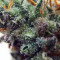 Dreamberry Auto (Auto Seeds) Cannabis-Samen