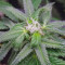 Gorilla Cookies (Big Head Seeds) Cannabis-Samen