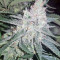 King's Banner regular (Dark Horse Genetics) Cannabis-Samen