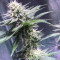 Lemon Ice 2.0 (Ripper Seeds) Cannabis-Samen