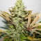 Melon Gum (Dr. Underground) Cannabis-Samen