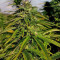 Mexican Sativa (Sensi Seeds) Cannabis-Samen