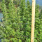 Nepal Jam regular (Ace Seeds) Cannabis-Samen