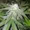Original Bruce Banner regular (Dark Horse Genetics) Cannabis-Samen