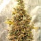 Panama Haze (Ace Seeds) Cannabis-Samen
