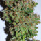 Pure Africa (Original Sensible Seeds) Cannabis-Samen