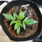 Purple Punch Autoflower (Seedstockers) Cannabis-Samen