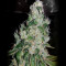 Ripper badazz (Ripper Seeds) Cannabis-Samen