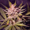Silver Bubble Regular (Reserva Privada) Cannabis-Samen