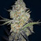 Sour Crack Auto (Mephisto Genetics) Cannabis-Samen