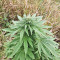 Super Skunk Autoflower (Seedstockers) Cannabis-Samen