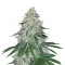 Sweet ZZ (Sweet Z) (RQS) Cannabis-Samen