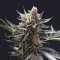 Tangie (Reserva Privada) Cannabis-Samen