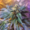 Wedding Cake (Big Head Seeds) Cannabis-Samen