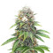 Xtreme Kush (Xtreme Seeds) Cannabis-Samen