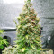Original Afghan Kush Auto feminisiertes Saatgut (Fast Buds)
