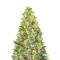 Amnesia Haze Auto Samen feminisiert (Barney's Farm)