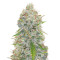 Great White Shark (GHS) Cannabis-Samen