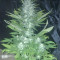 Green Love Potion (Samsara Seeds) Cannabis-Samen
