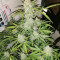 Maple Sherbet (Seedstockers) Cannabis-Samen