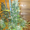 Pumpkin Kush regular (RQS) Cannabis-Samen