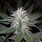 Purple Bud (White Label) Cannabis-Samen
