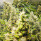 Purple Haze 1 (Positronics Seeds) Cannabis-Samen