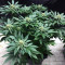 Purple Punch Cookies feminisierte Samen (Original Sensible Seeds)
