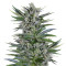 Quick Gorilla (Dinafem Seeds) Cannabis-Samen