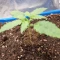 Gorilla Cookies Auto (Fast Buds) Cannabis-Samen zu verkaufen